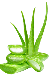 aloevera